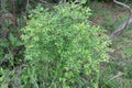 Zanthoxylum clava-herculis (complete plant)