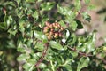 Zanthoxylum clava-herculis (leaf and spines)