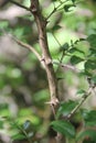 Zanthoxylum clava-herculis (leaf and spines) Royalty Free Stock Photo