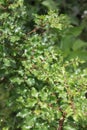 Zanthoxylum clava-herculis (leaf and spines) Royalty Free Stock Photo