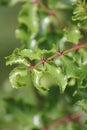 Zanthoxylum clava-herculis (leaf and spines)