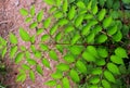Zanthoxylum nitidum, shiny-leaf prickly-ash, Liang Mian Zhen
