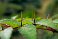 Leaf of Zanthoxylum nitidum, shiny-leaf prickly-ash, Liang Mian Zhen