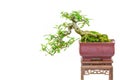 Zanthoxylum piperitum, also known as japanese pepper, korean pepper in bonsai format Royalty Free Stock Photo