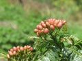 Zanthoxylum piperitum plant