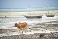 Cows on the beach of Zanzibar island.