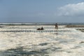 Zanzibar cultivation of algae.