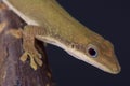 Zanzibar day gecko / Phelsuma dubia