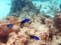 Zanzibar fishes