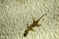 Zanzibar gecko, Kiwengwa, Zanzibar, Tanzania Royalty Free Stock Photo