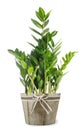 Zanzibar gem plant in vase
