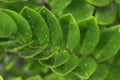 Zanzibar gem / Zamioculcas leafs, macro shoot for background