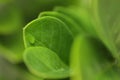 Zanzibar gem / Zamioculcas leafs, macro shoot for background