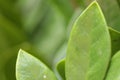 Zanzibar gem / Zamioculcas leafs, macro shoot for background