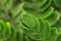 Zanzibar gem / Zamioculcas leafs, macro shoot for background