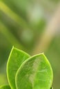 Zanzibar gem / Zamioculcas leafs, macro shoot for background