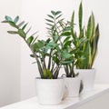 Zanzibar Gem, Zamioculcas with Sansevieria plant