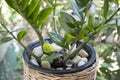 Zanzibar gem (ZZ plant, Zuzu and eternity plant, aroid and emerald palm) on the balcony .