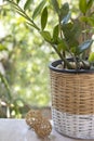 Zanzibar gem (ZZ plant, Zuzu and eternity plant, aroid and emerald palm) on the balcony .