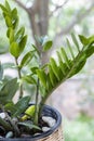 Zanzibar gem (ZZ plant, Zuzu and eternity plant, aroid and emerald palm).