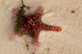 Zanzibar,Horned Sea Star