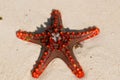 Zanzibar,Horned Sea Star