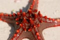 Zanzibar,Horned Sea Star