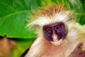 Zanzibar monkey