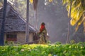 Zanzibar, Paje - January 2020: Muslim African Woman Walking near her statch roofed Hut between Palm Trees in the Garden