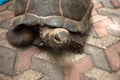 Zanzibar Prison island large turtles