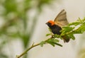 Zanzibar red Bishop with open wings Royalty Free Stock Photo