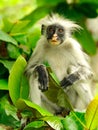 Zanzibar Red Colobus