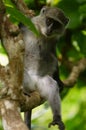 Zanzibar Red Colobus