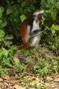 Zanzibar Red Colobus Royalty Free Stock Photo