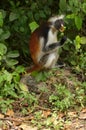 Zanzibar Red Colobus