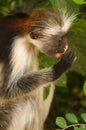 Zanzibar Red Colobus Royalty Free Stock Photo