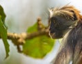 Zanzibar Red Colobus in deep thought Royalty Free Stock Photo