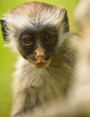 Zanzibar Red Colobus: looking deeply Royalty Free Stock Photo