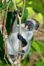 Zanzibar red colobus monkey Royalty Free Stock Photo