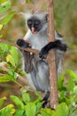 Zanzibar red colobus monkey Royalty Free Stock Photo