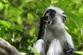 The Zanzibar red colobus monkey