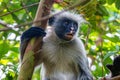 Zanzibar red colobus or Procolobus kirkii Royalty Free Stock Photo