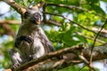 Zanzibar red colobus or Procolobus kirkii Royalty Free Stock Photo