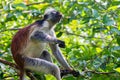 Zanzibar red colobus or Procolobus kirkii Royalty Free Stock Photo