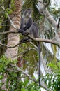 Zanzibar Sykes` monkey Cercopithecus albogularis Royalty Free Stock Photo
