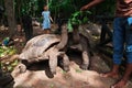 Zanzibar, Tanzania - 30 Dec 2016: Turtle on Prison Island of Zanzibar, Tanzania