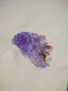 Zanzibar, Tanzania - December 3, 2019: Nungwi beach in Zanzibar, purple sea jellyfish lies on white sand on the beach. Vertical Royalty Free Stock Photo