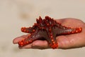 Zanzibar,Horned Sea Star