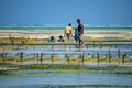 ZANZIBAR, TANZANIA - JANUARY 2020: Black African People working in seaweed cultivation during at low tide in Jambiani