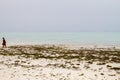 Seaweed farmers in the blue water off the white beach in Zanzibar